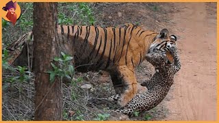 14 Tiger Battles Caught On Film [upl. by Alleinnad]