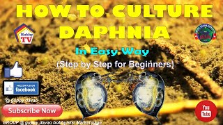 HOW TO CULTURE DAPHNIA In Easy Way [upl. by Anaeel]