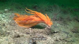 stock footage Giant nudibranch attacking tubedwelling anemone [upl. by Culver]